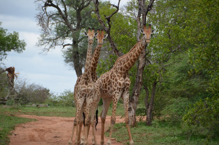 Giraffes